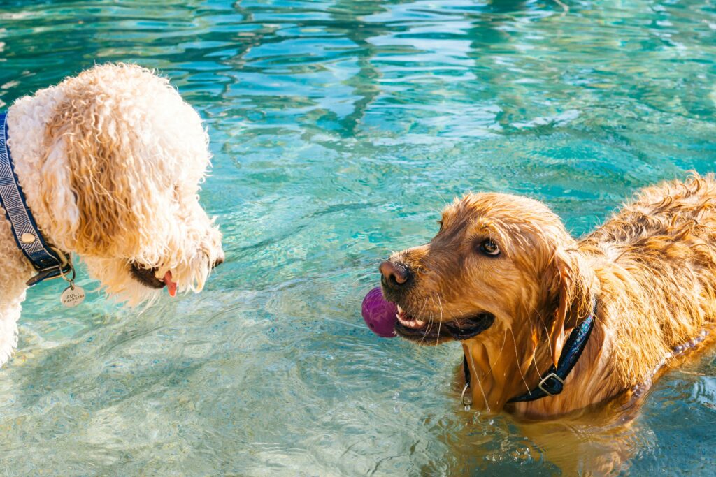 pool safety for pets